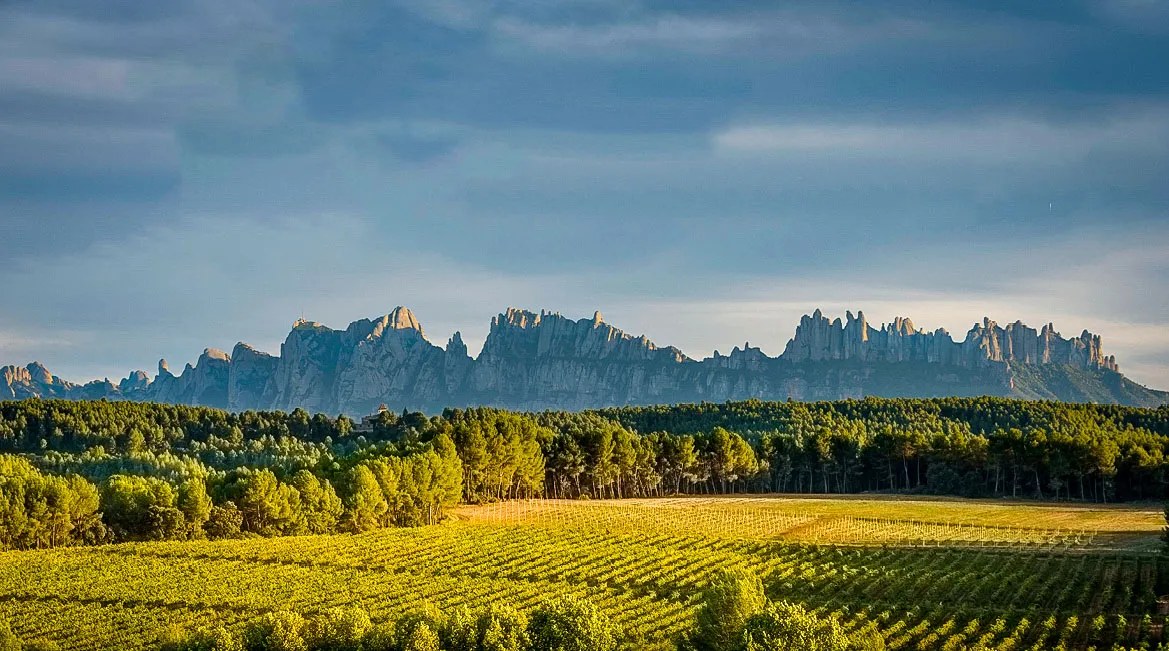 Vinyes amb Montserrat al fons